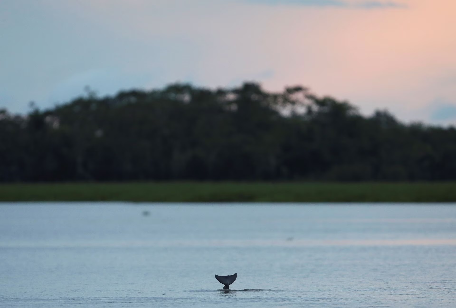 Amazon crisis: 120 river dolphins found dead amid drought and heatwave dilemma 
